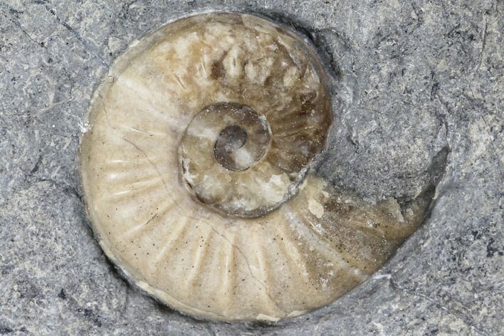 Ammonite (Promicroceras) Fossil - Lyme Regis #103018